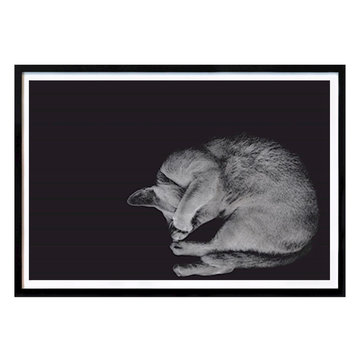 Djur Poster: Sovande katt av Annette Schneider