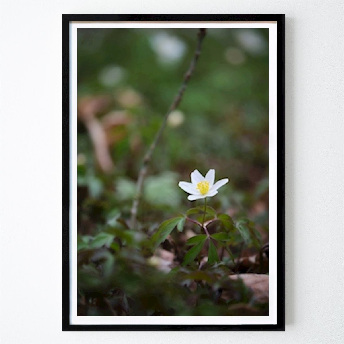 Sanonnat Juliste: Yksinäinen metsävuokko metsässä tekijänä Brix Photo