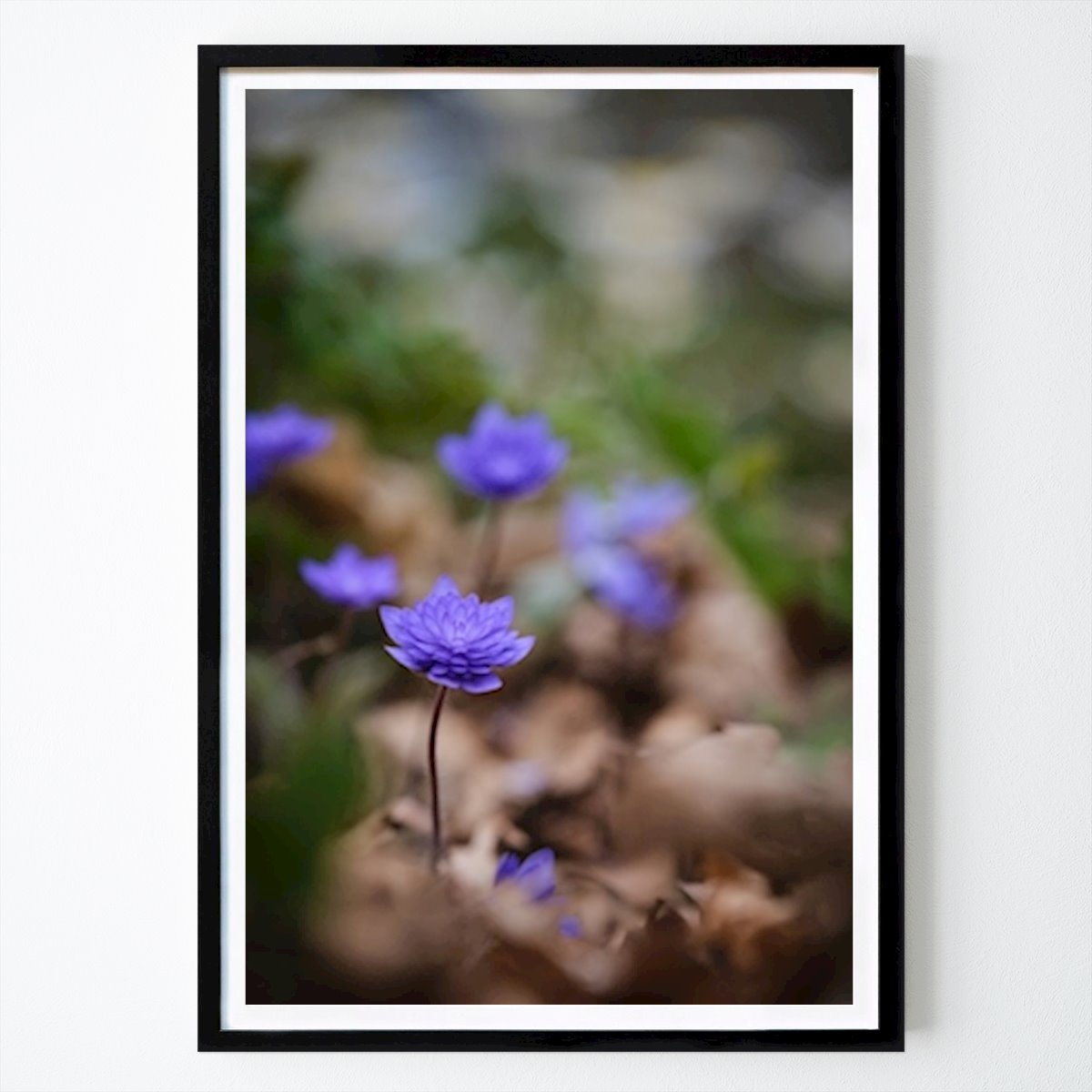 Kukat & Kasvit Juliste: Sininen kukka muun muassa tekijänä Brix Photo