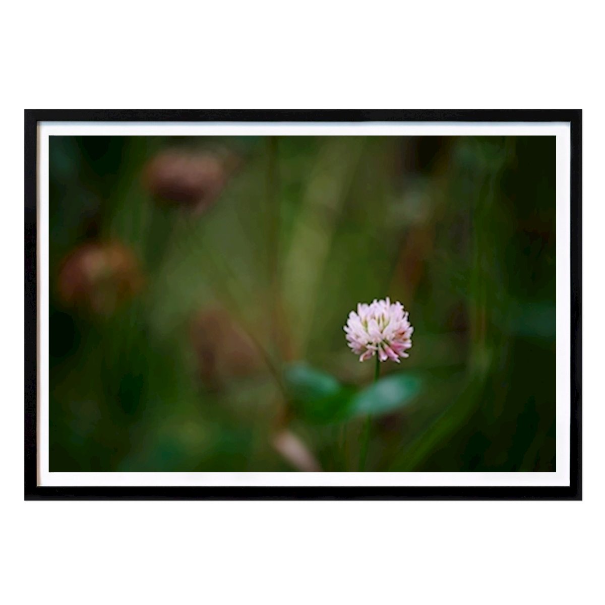 Botanical Poster: A clover flower in tall grass by Brix Photo