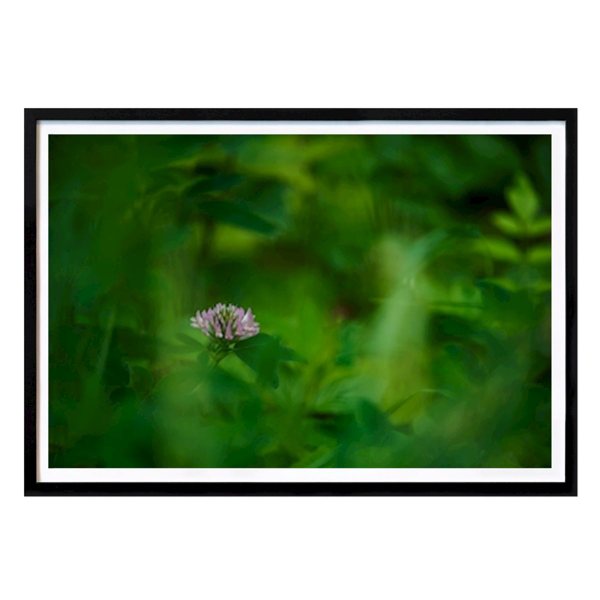 Botanical Poster: A red clover flower in grass by Brix Photo