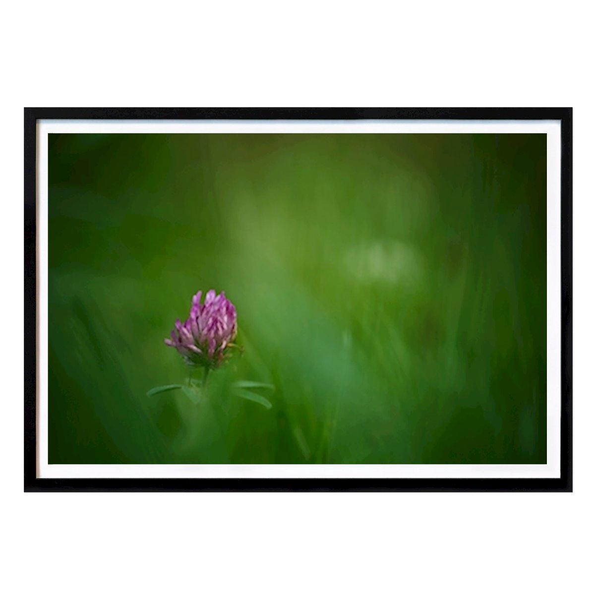 Botanical Poster: A red clover flower in grass by Brix Photo