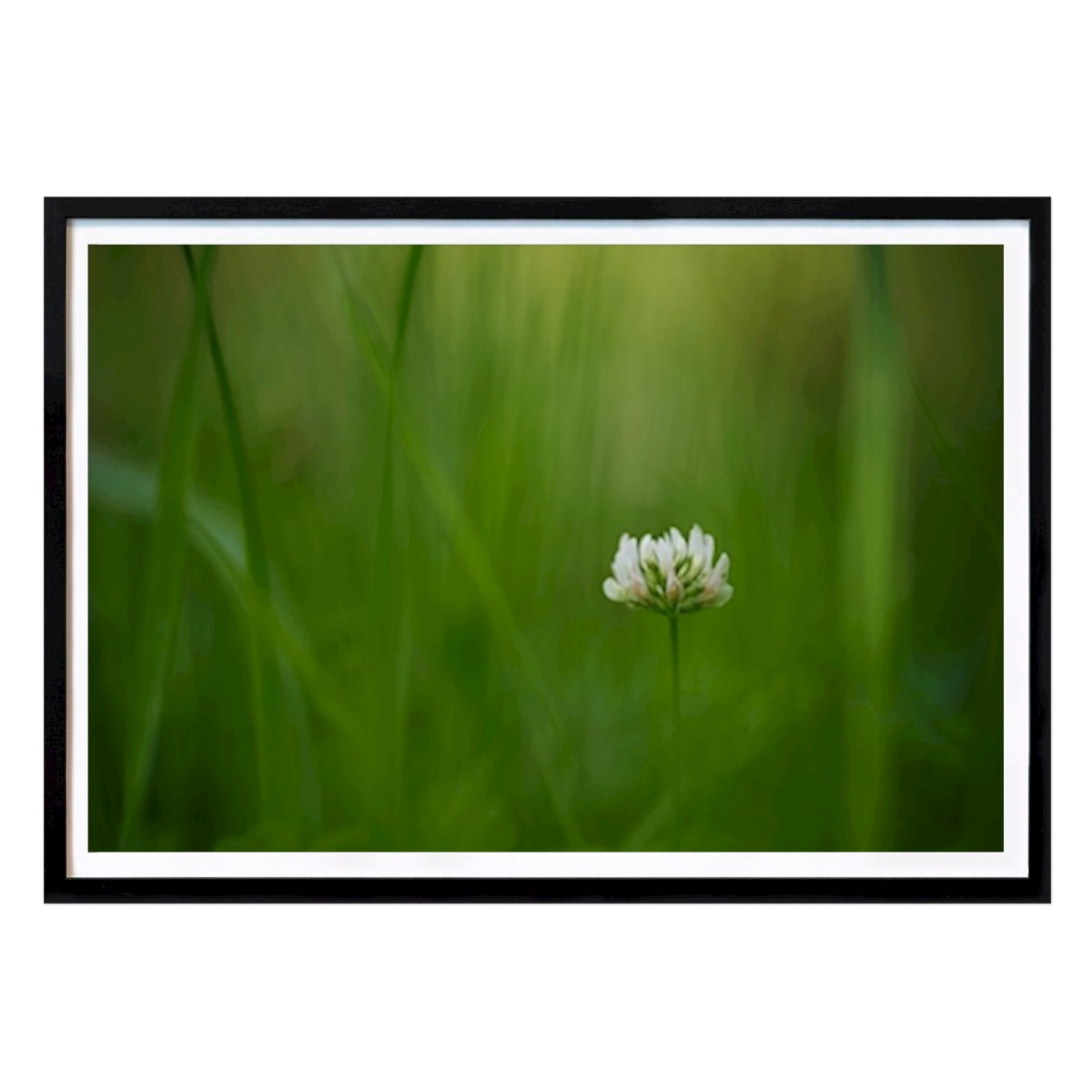 Botanical Poster: A white clover flower in grass by Brix Photo
