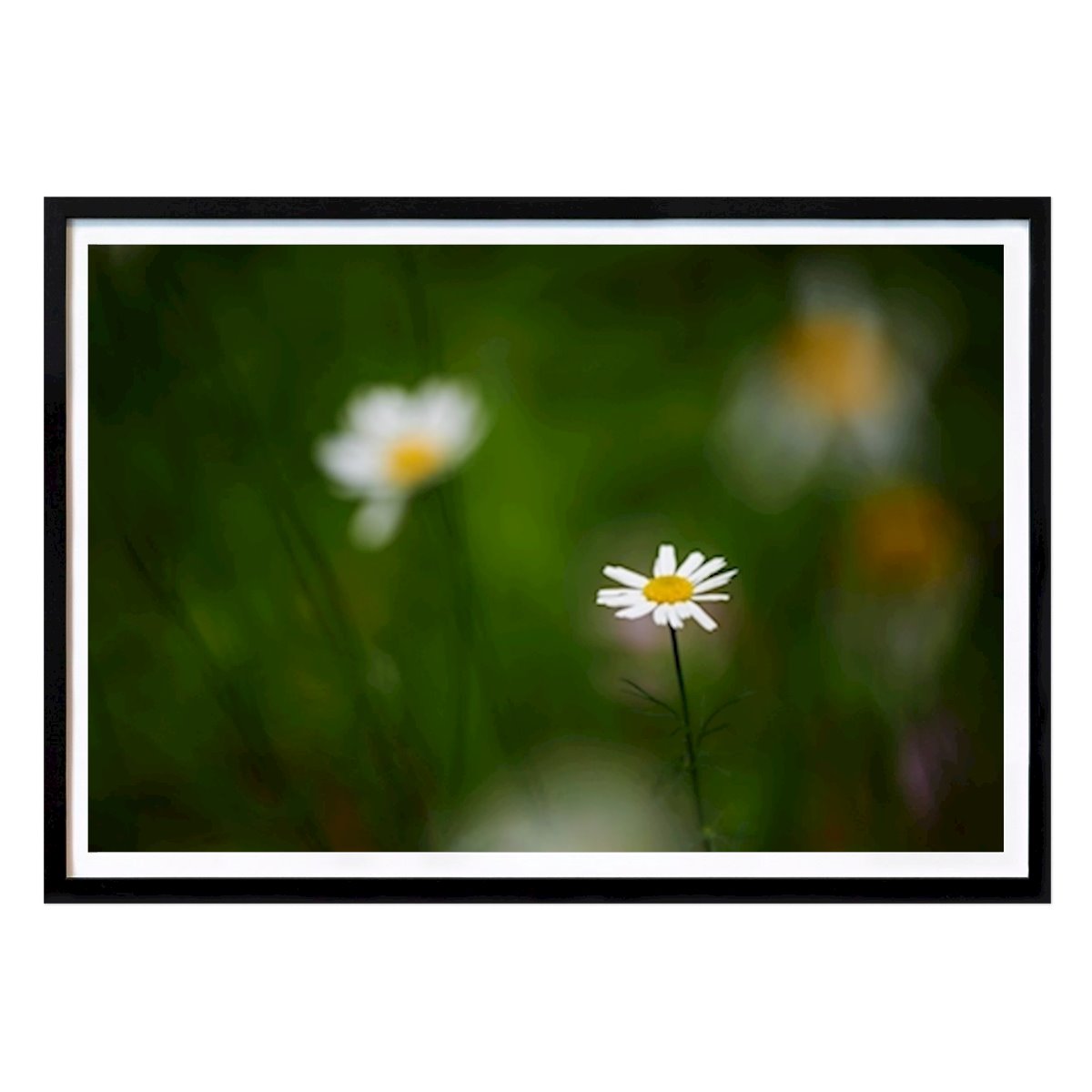 Botanical Poster: A daisy amongst others by Brix Photo