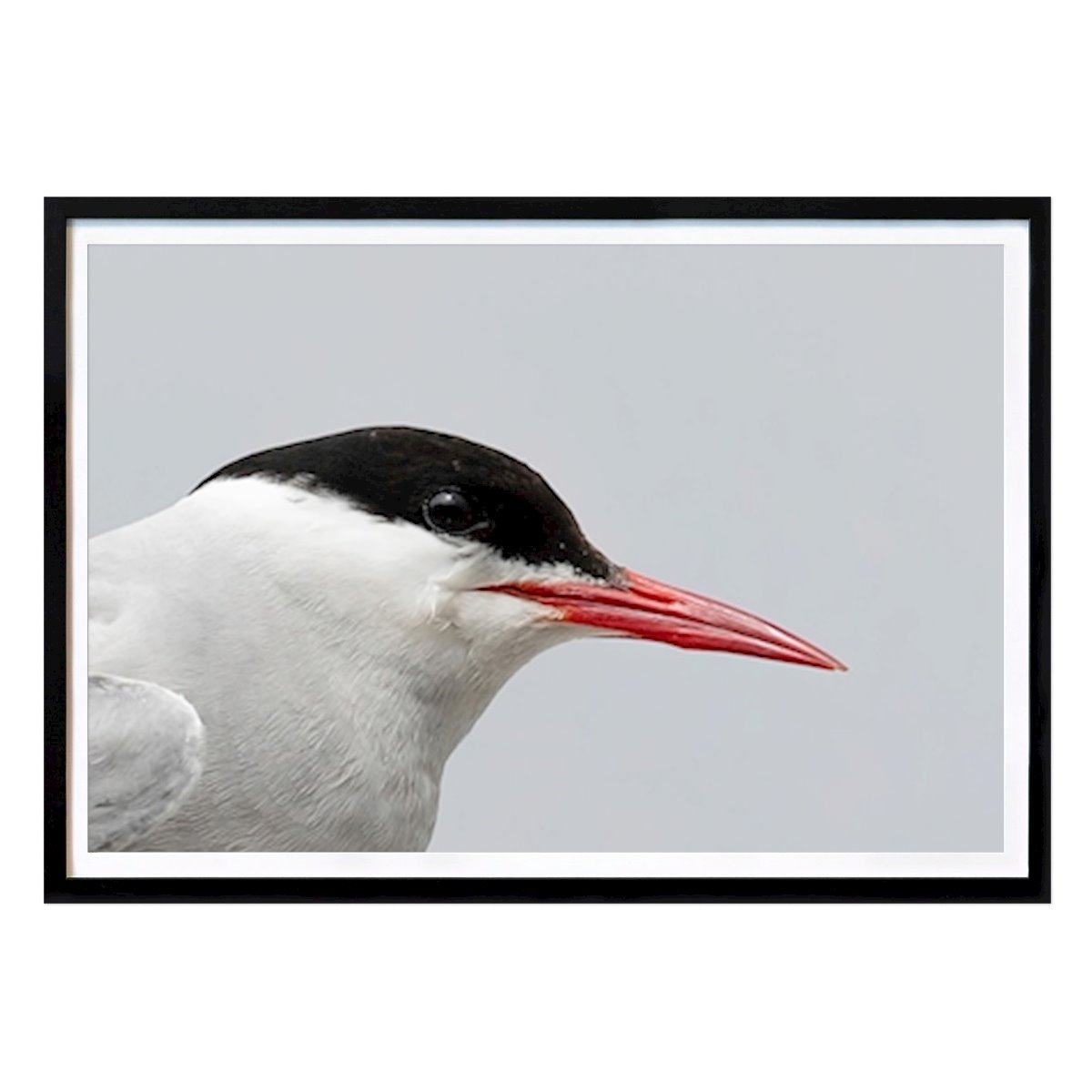 Animal Affiche: Portrait de la sterne arctique par David Lerch