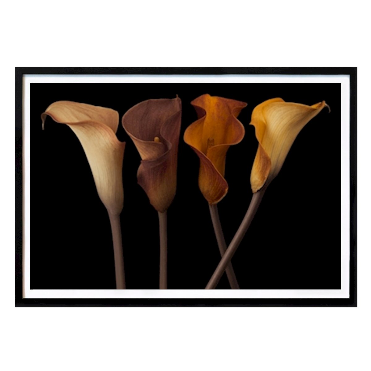 Botanical Poster: Calla Lilies by Assaf Frank