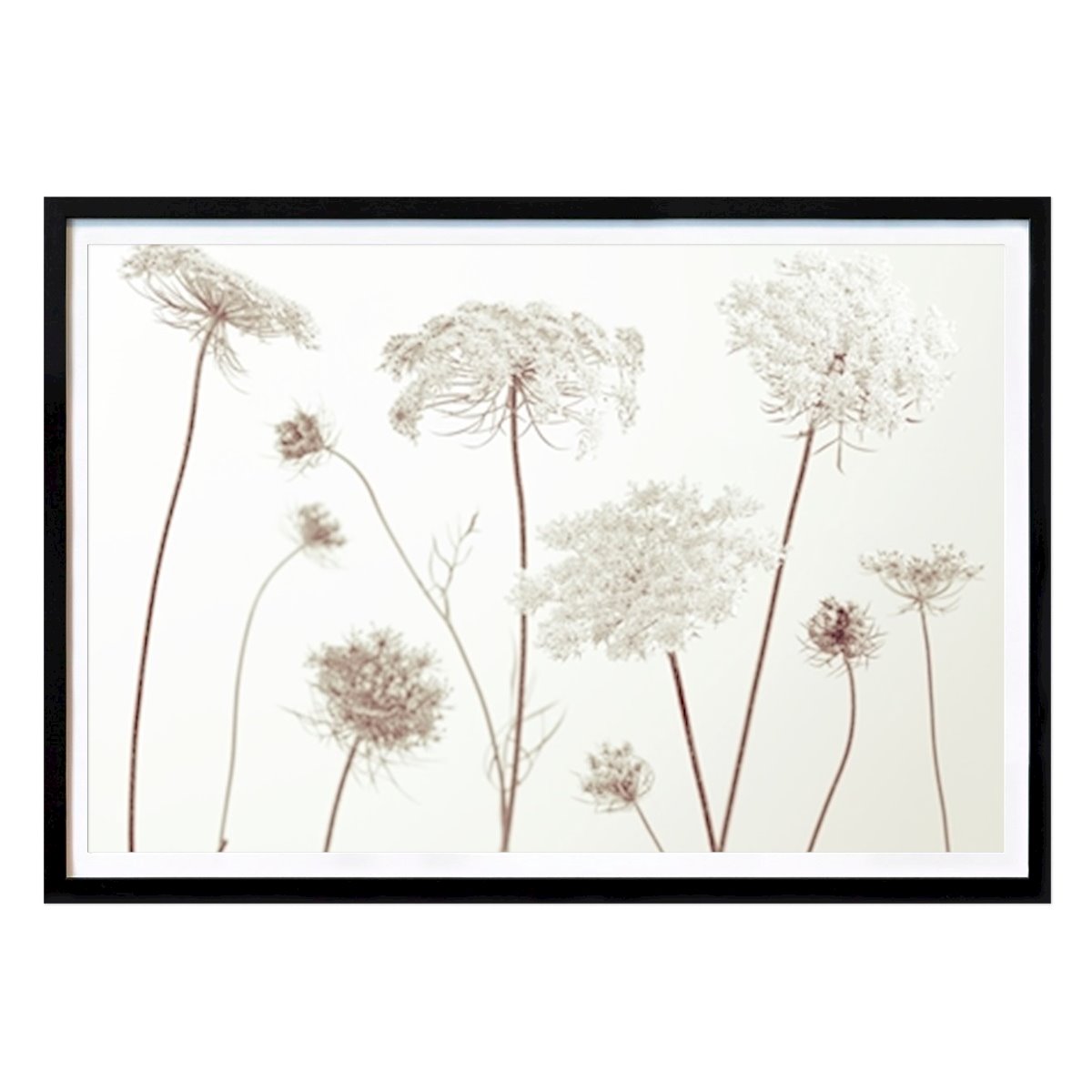 Nature Poster: Cow parsley 2 by Assaf Frank