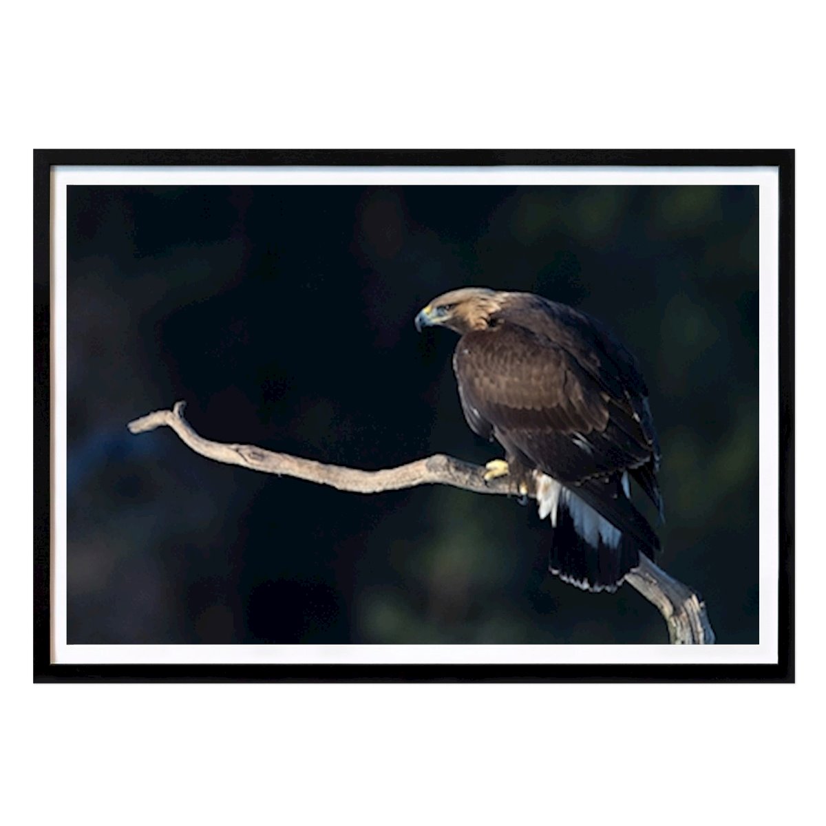 Animal Affiche: Aigle royal par Roger Bäck