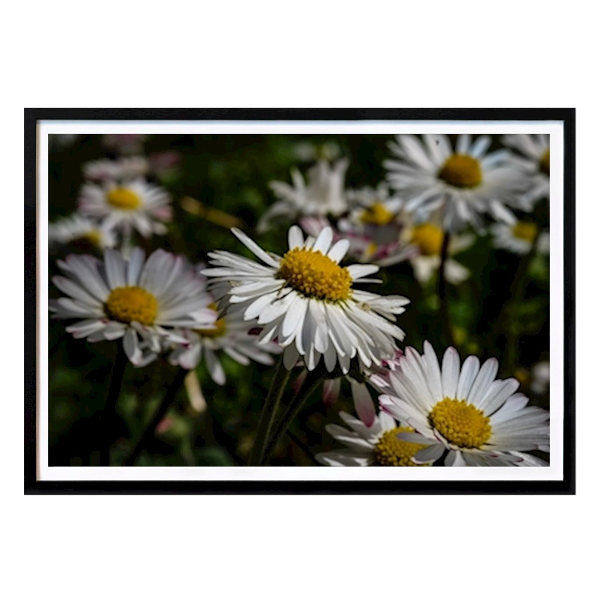 Botanisk Poster: Tusensköna av Rosa Rattay