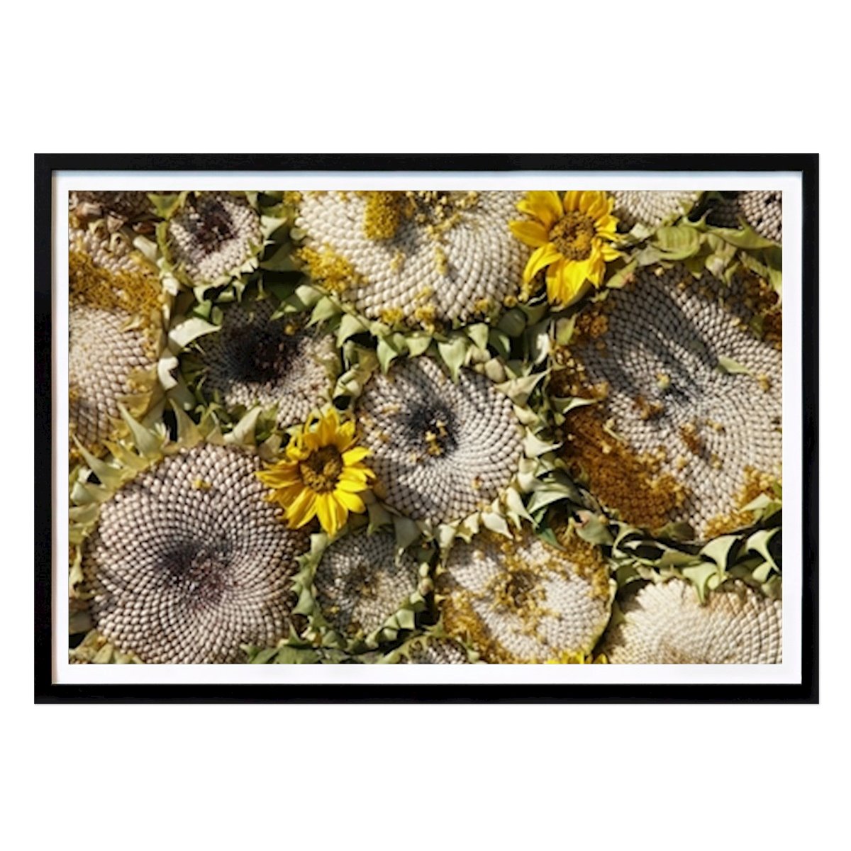 Blomster & Planter Plakat: Solsikker med hvide frø av Julija Ogrodowski