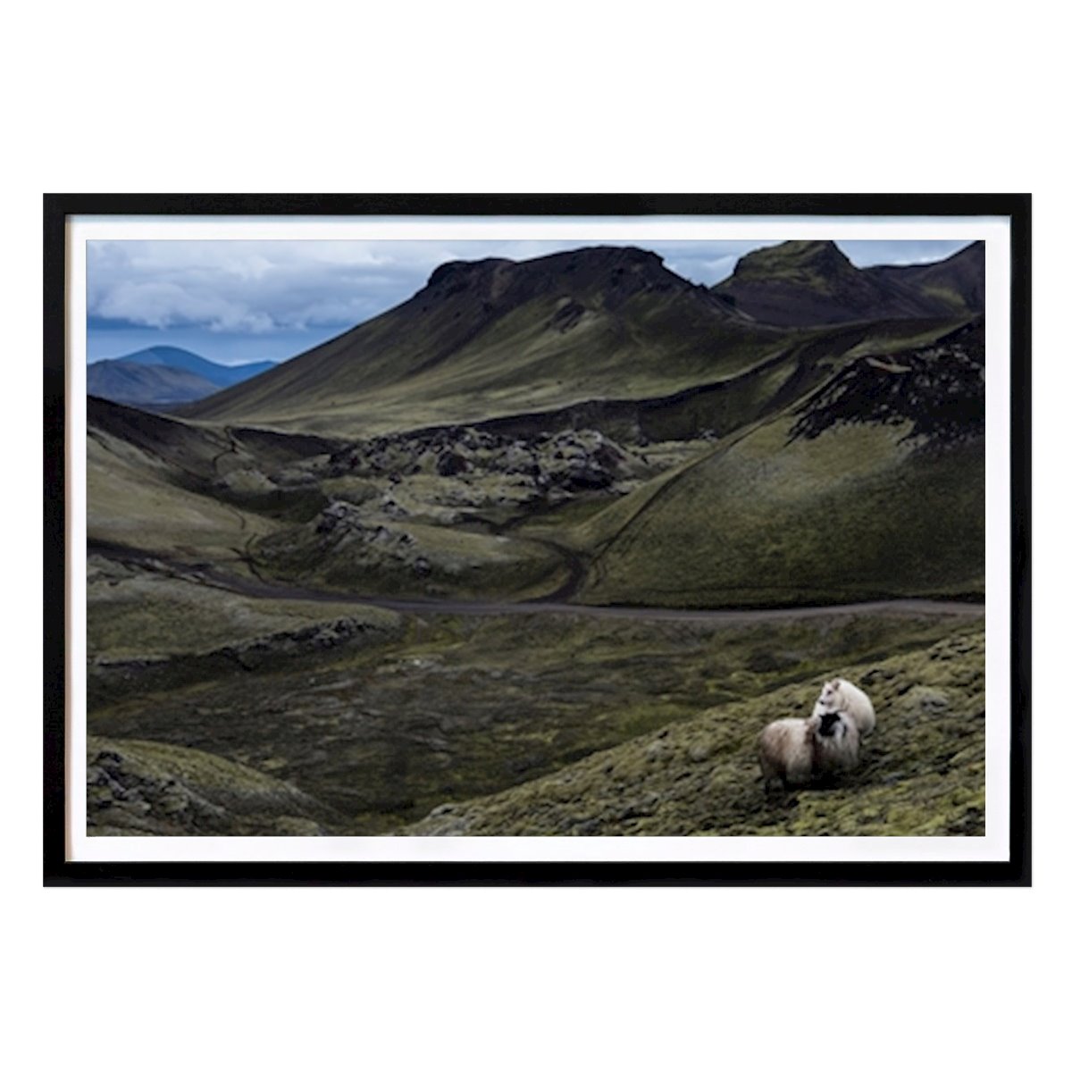 Nature Poster: Icelandic Sheep by Peter Rosberg