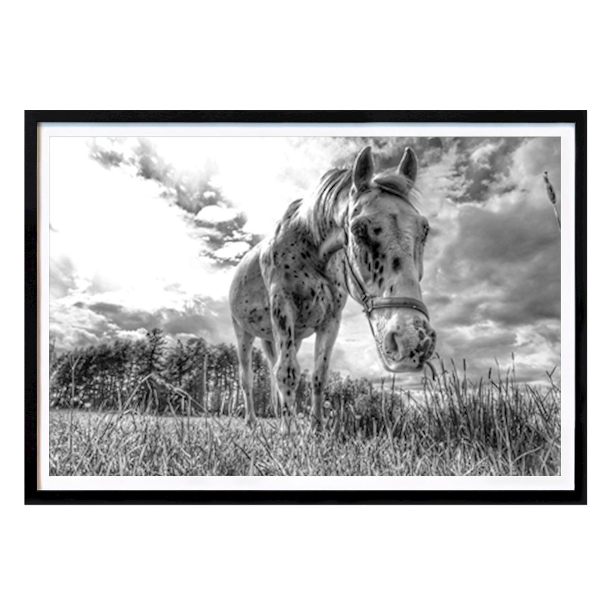 Animals Poster: The horse by Mikael Korsback