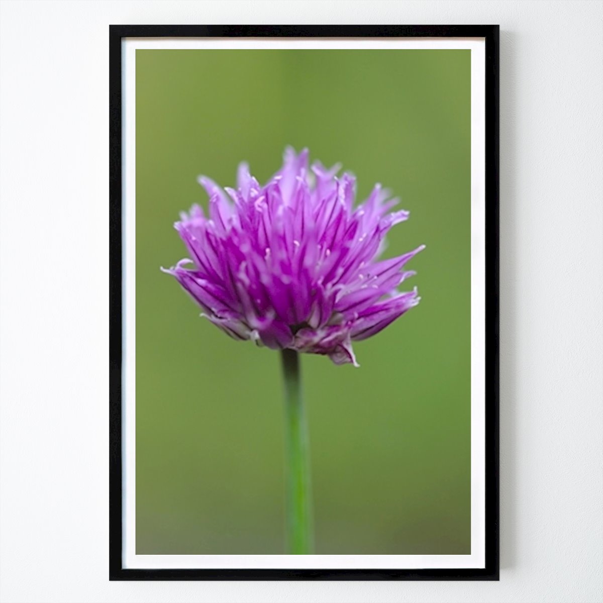 Botanical Poster: Chives Flower by Hans Petter Birkeland
