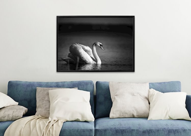 Pukkelrygget svane plakat af Arvidsson - Printler