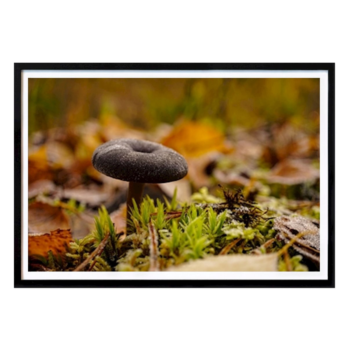 Natur Plakat: Iskolde svampe av Vik Toria
