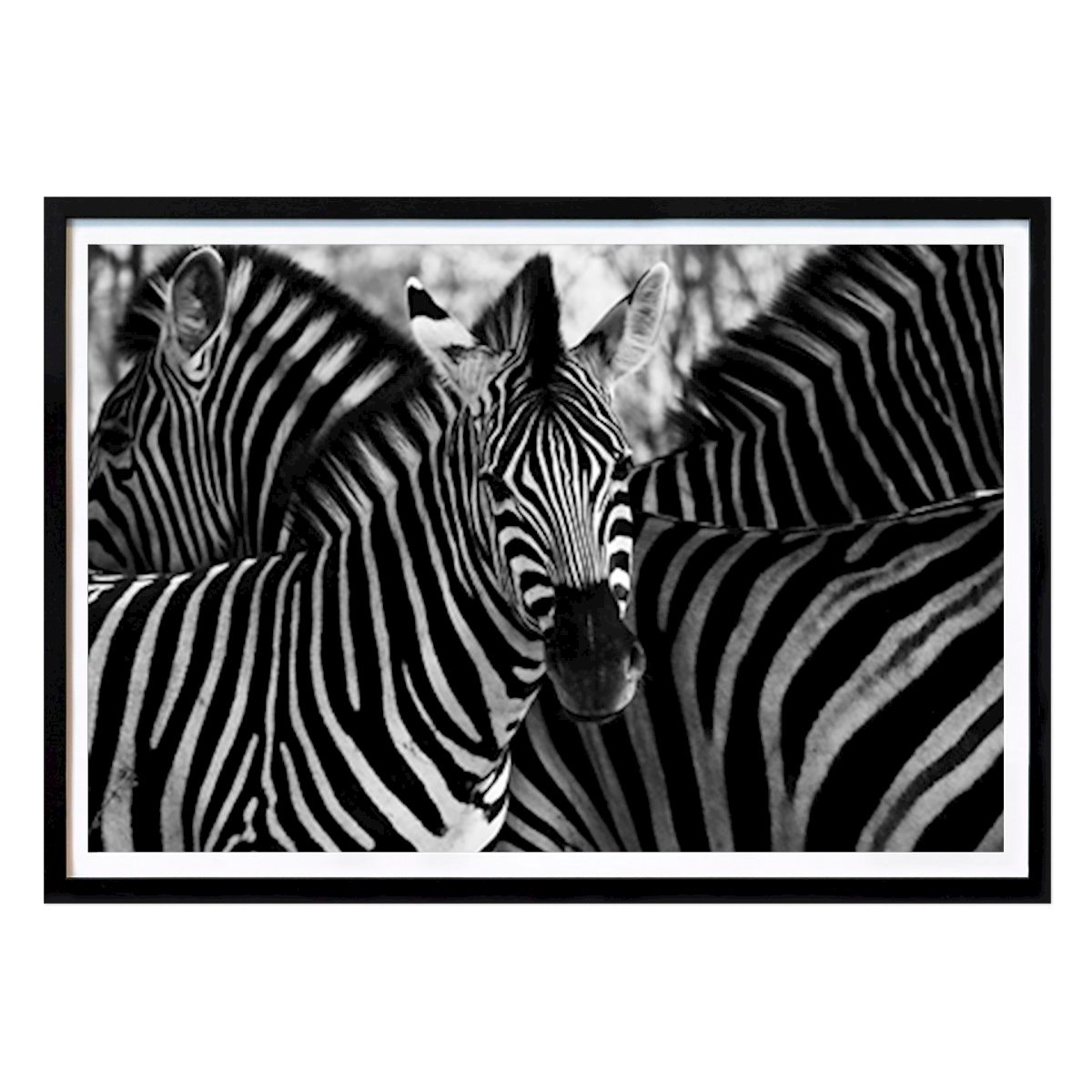 Tier Poster: Zebra von Pontus Jerand Wernhammar