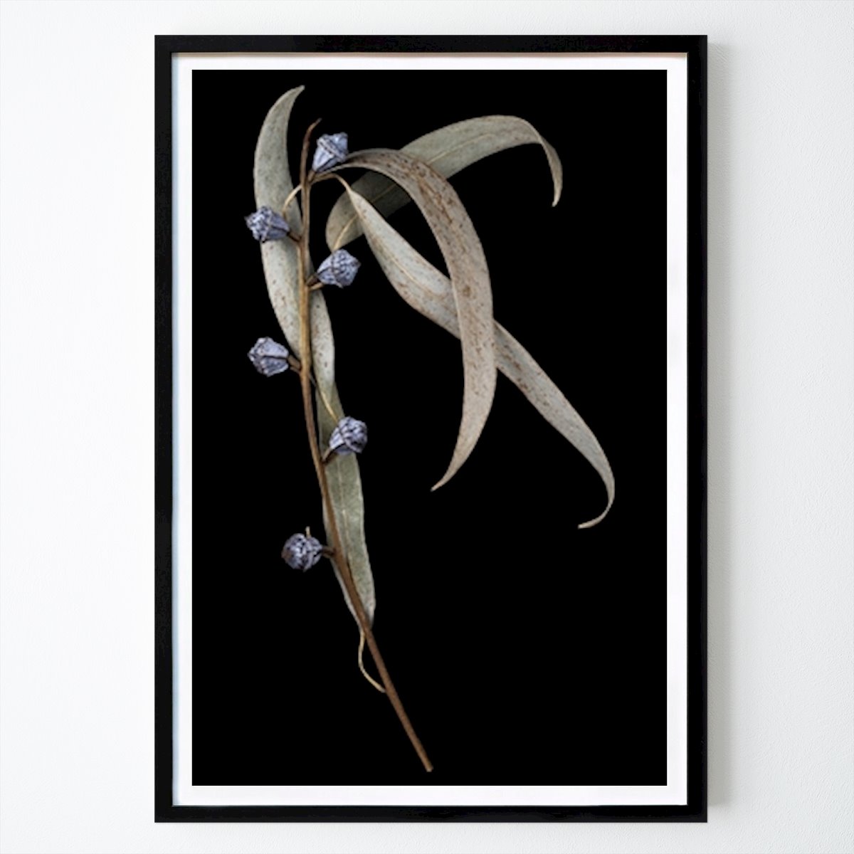 Blomster & Planter Plakat: Eukalyptus av Ylva Wikström