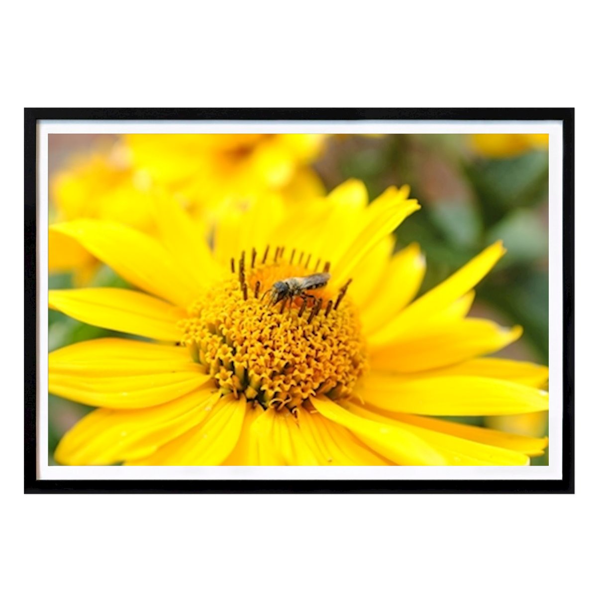 Kitchen Poster: Narrow bee on flower by Jan-Niklas Kison