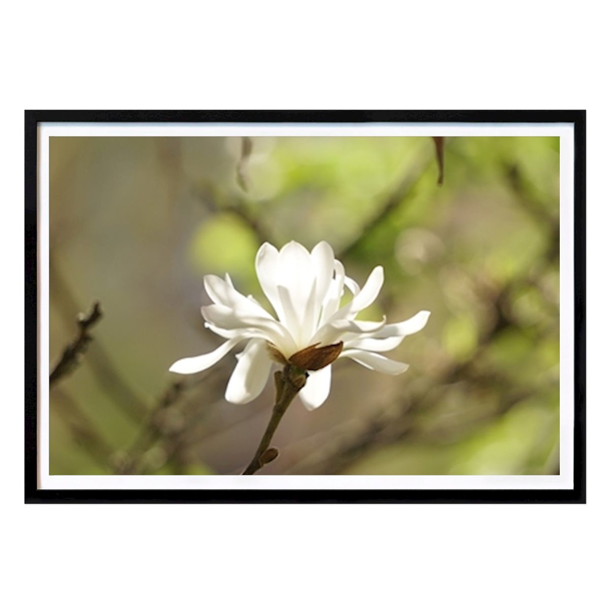 Natureza Poster: Magnólia de A