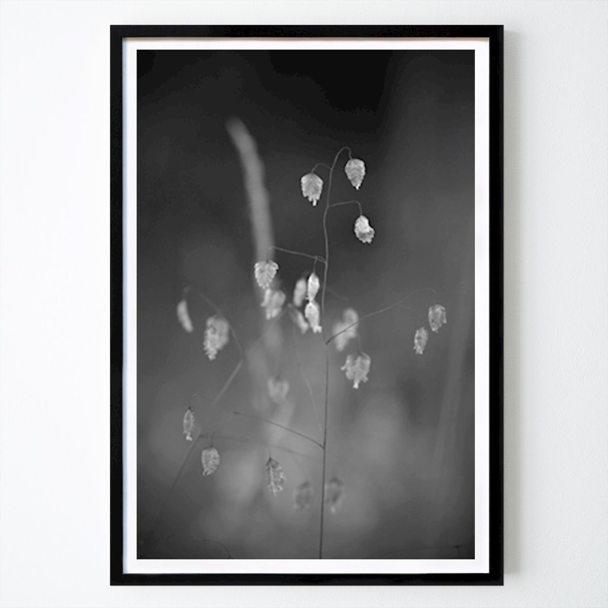 Botanical Poster: Quaking-grass by Sara Sundblad