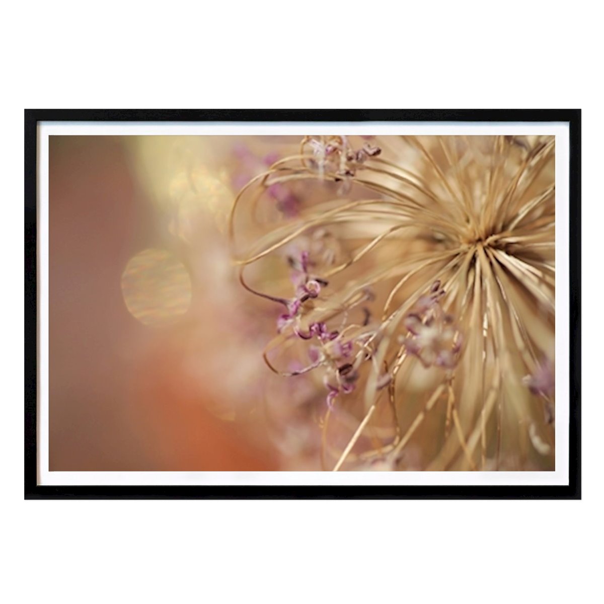 Nature Affiche: Allium 2 séché par Sara Sundblad
