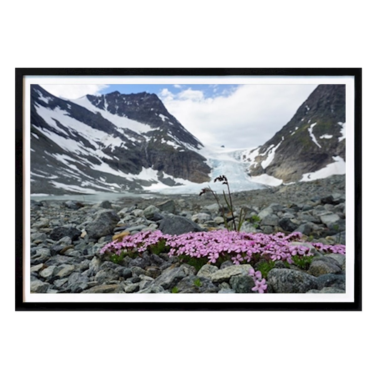 Nature Poster: Moss campion at Steindalsbreen by Madeleine Elgemyr