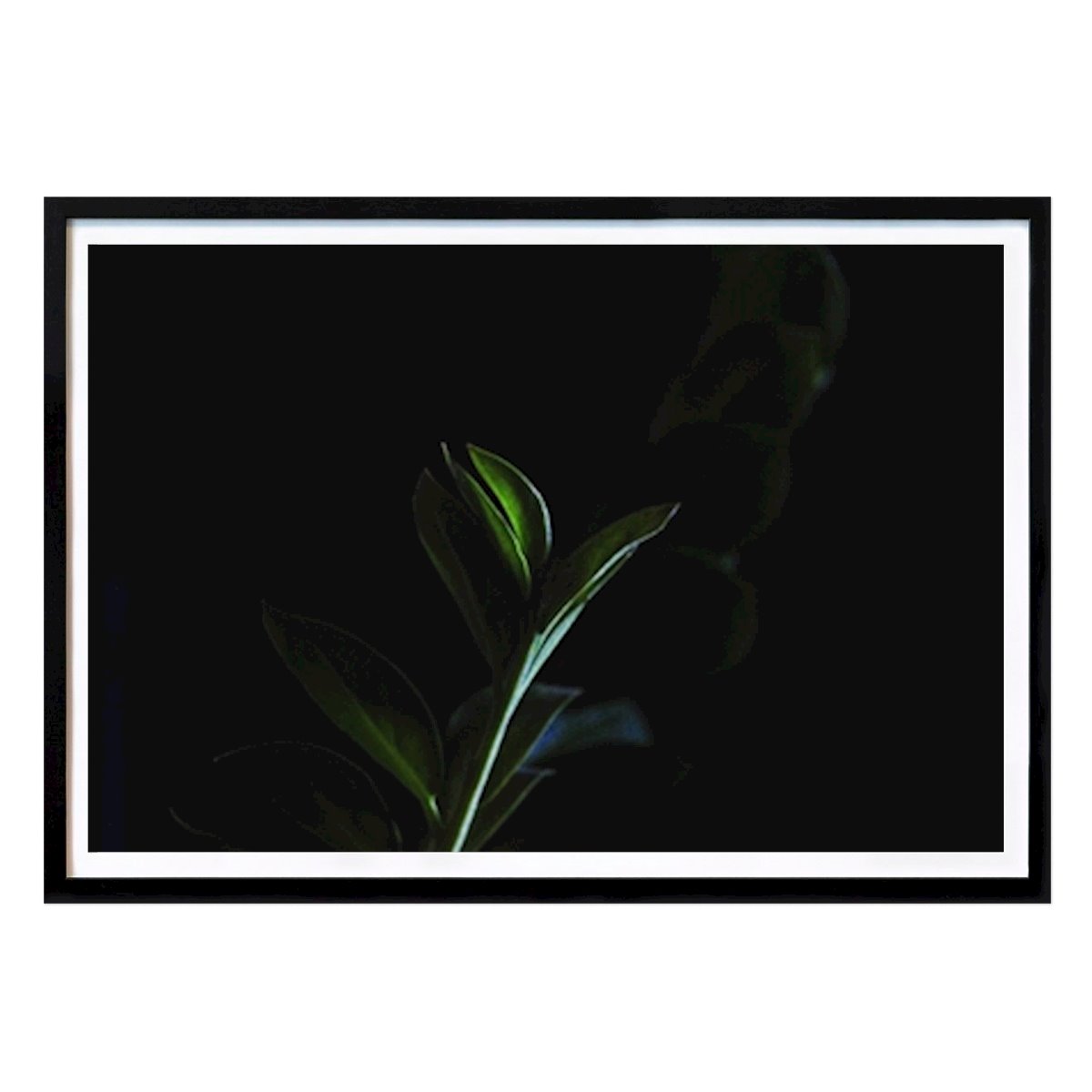 Blumen & Pflanzen Poster: Pflanzen von Veronica Gutierrez