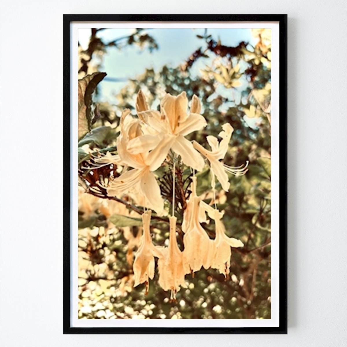 Botanisch Poster: Gele azalea van Diana Storåsen