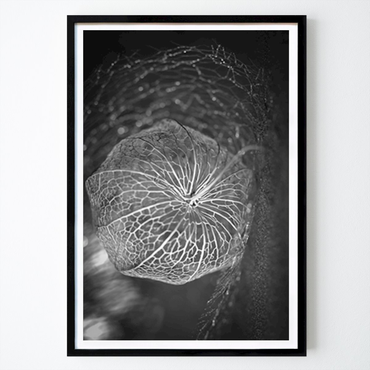 Botaniske Plakat: Flytende physalis av Edith Nero