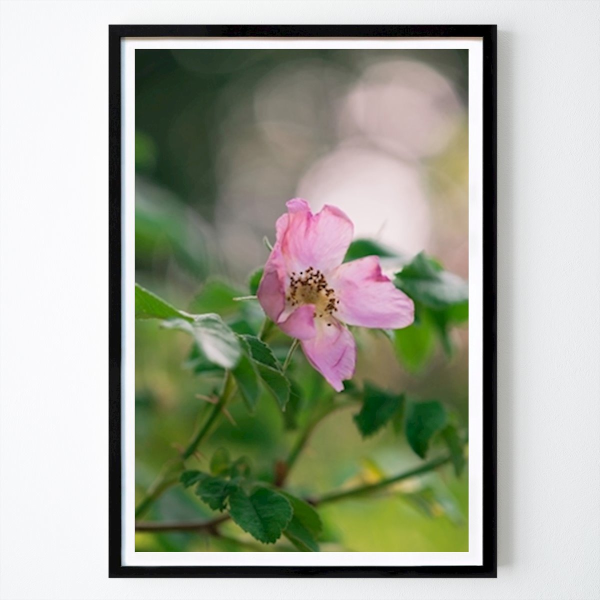 Botanical Poster: The Pink Rose by Linda Eriksson Said