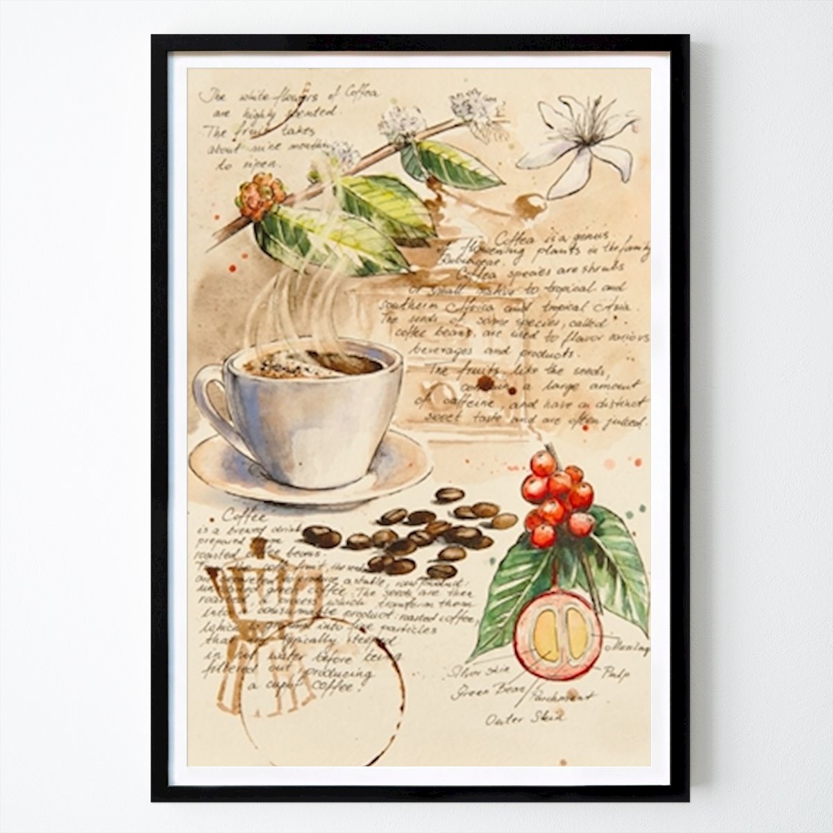 Botanical Poster: From a notebook - coffee II by Eve Mazur