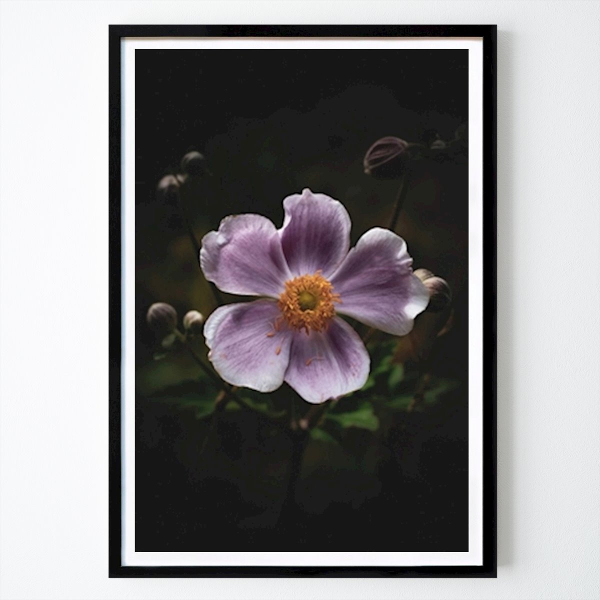Przyroda Plakat: Anemon autorstwa Moody Flowers Photography