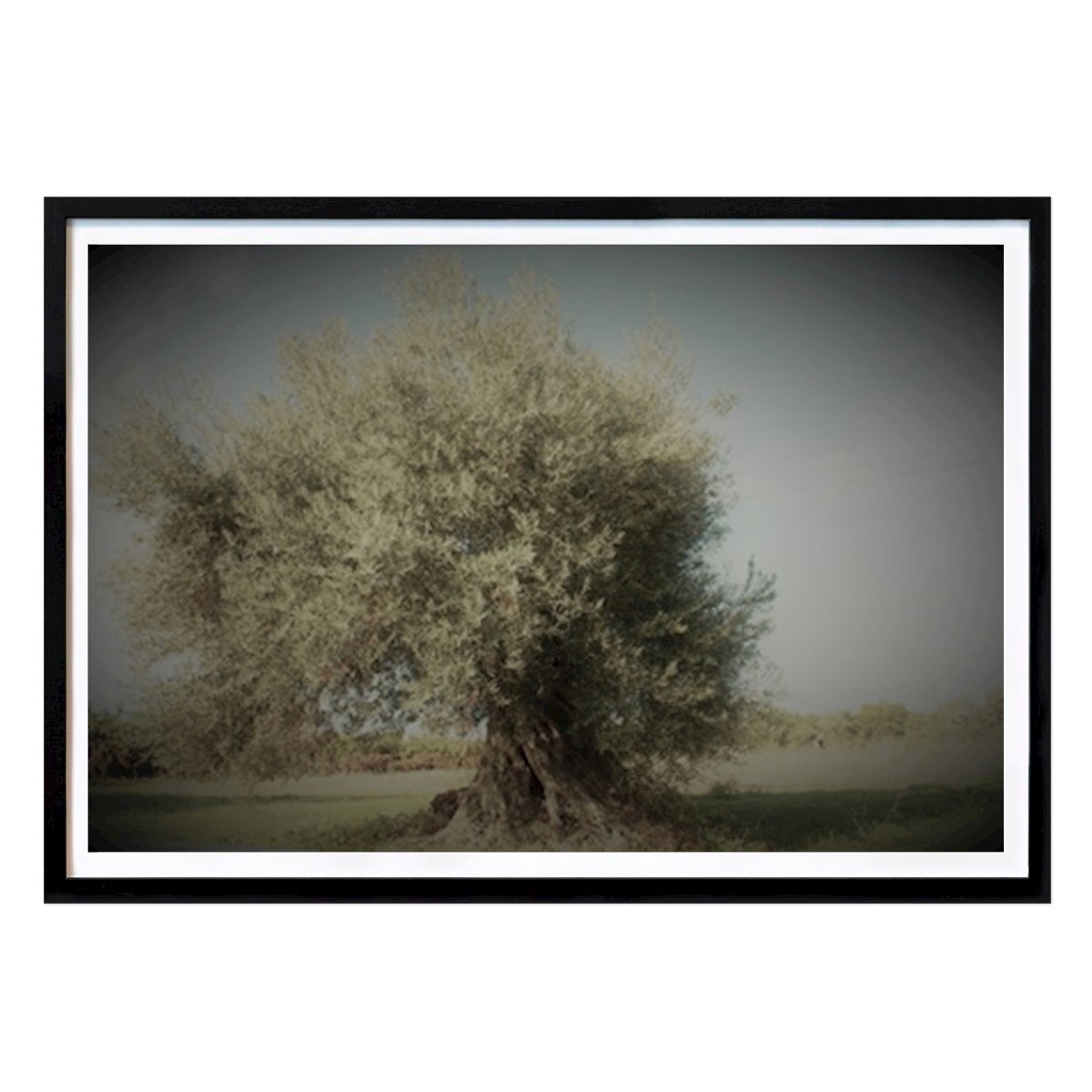 Nature Poster: Olive tree by Anita Riccius