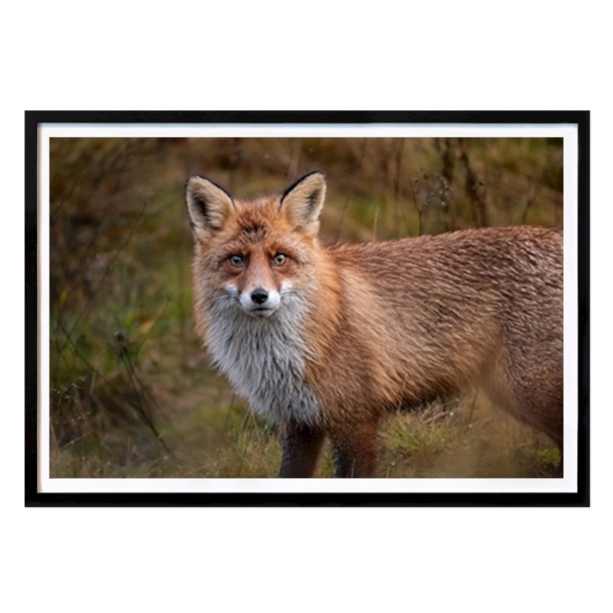 Tier Poster: Fuchs von Marcus Andersson
