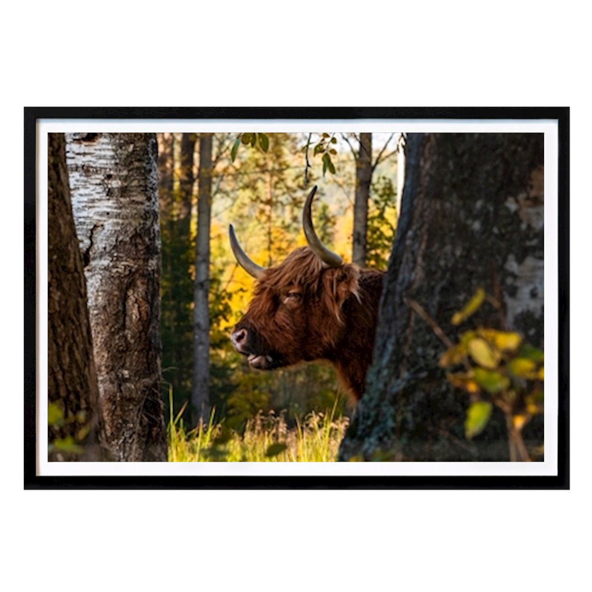 Byer & Steder Plakat: Højlandskvæg av Marcus Andersson
