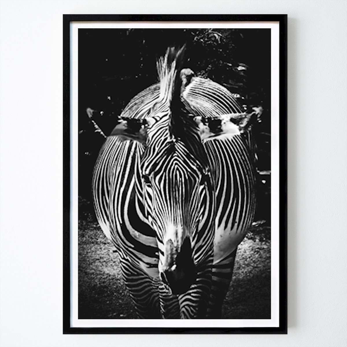 Animal Poster: Zebra de Jakob R