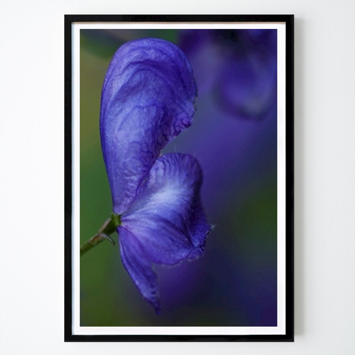Fiori & Piante Poster: Cappuccio del monaco II di Patrik Wennerlund