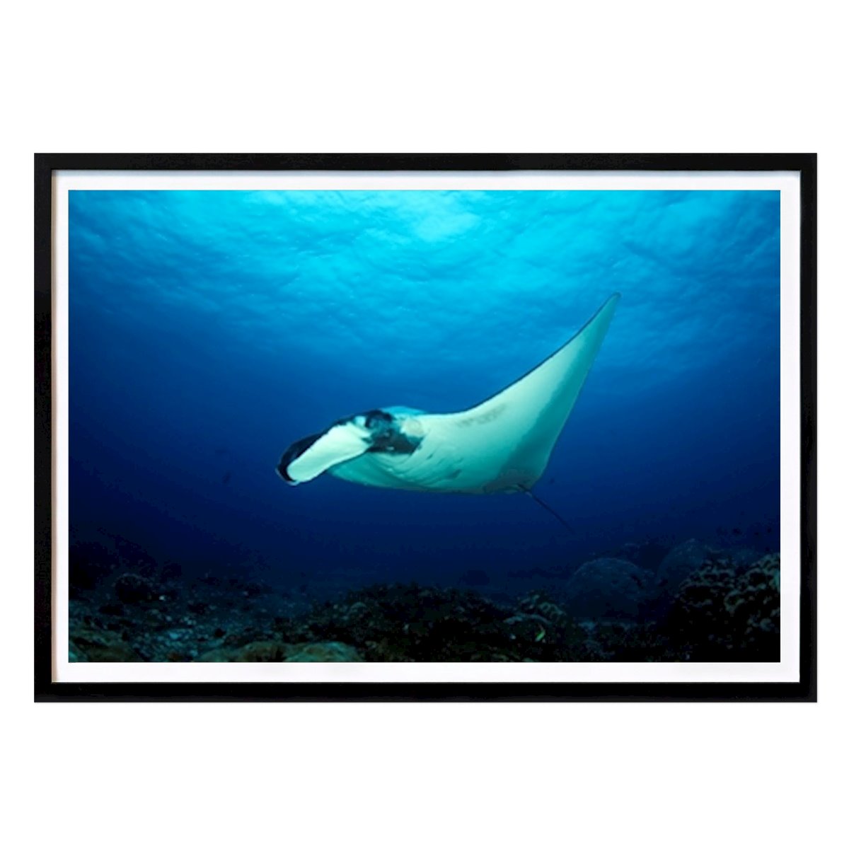Animals Poster: Giant Oceanic Manta Ray by Daniel Lamborn