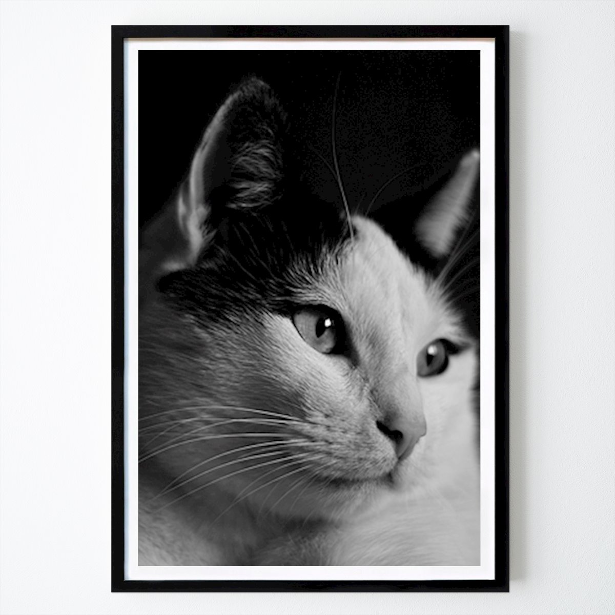 Svartvit Poster: Drömmande katt av Rosenthal