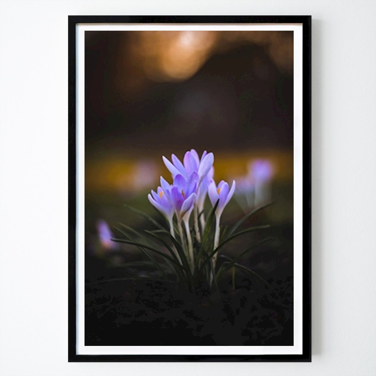 Przyroda Plakat: Krokus autorstwa Moody Flowers Photography