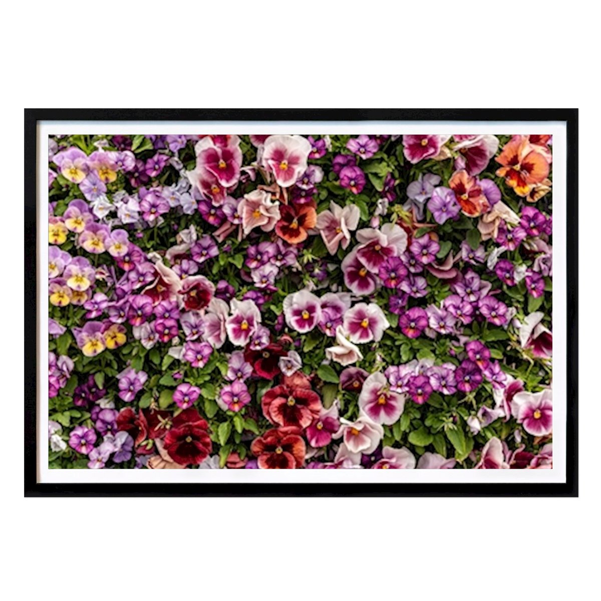 Malmö Poster: Blommor på sommaren av Bengt Hallmans