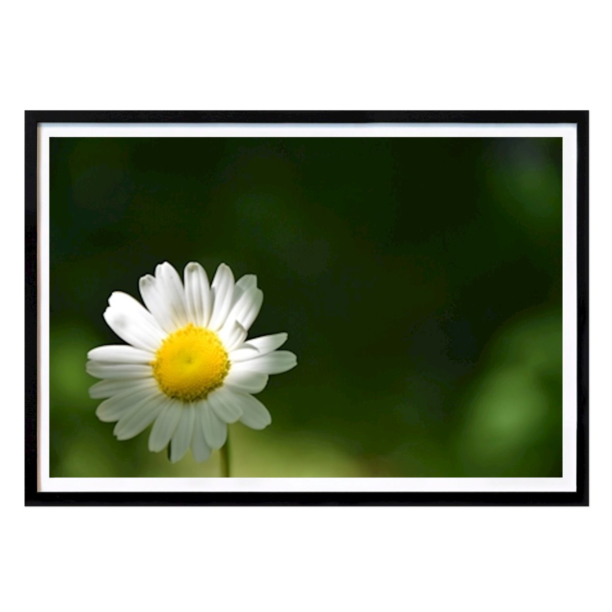 Fleurs & Plantes Affiche: Une fleur de marguerite dans le jardin par Claude Laprise