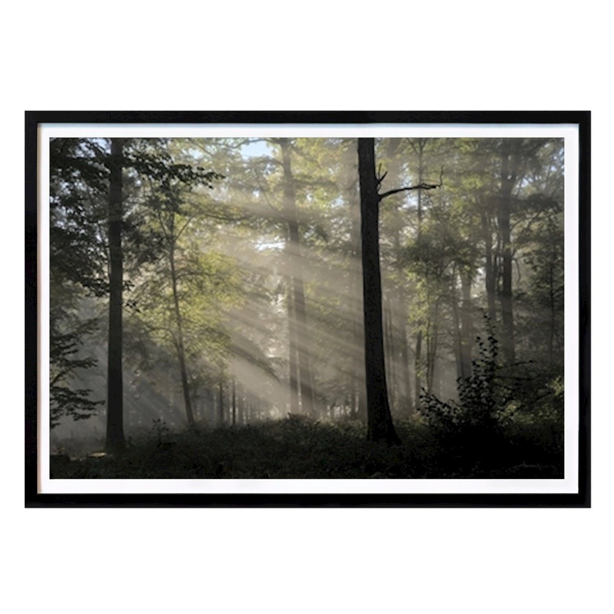 Noir et Blanc Affiche: Ambiance matinale dans la forêt par Judith Rouge