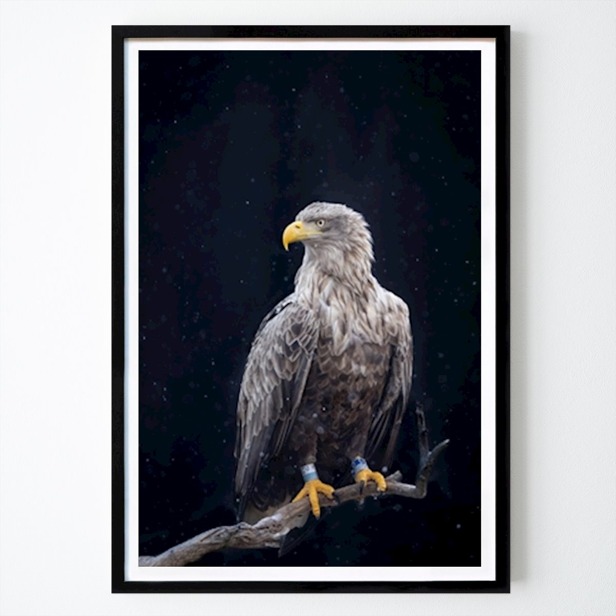 Animal Affiche: Aigle dans les chutes de neige par Krister Ohlin