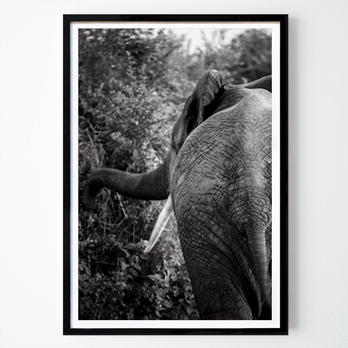 Schwarz-Weiß Poster: Elefant auf Futtersuche von Alexander Martin