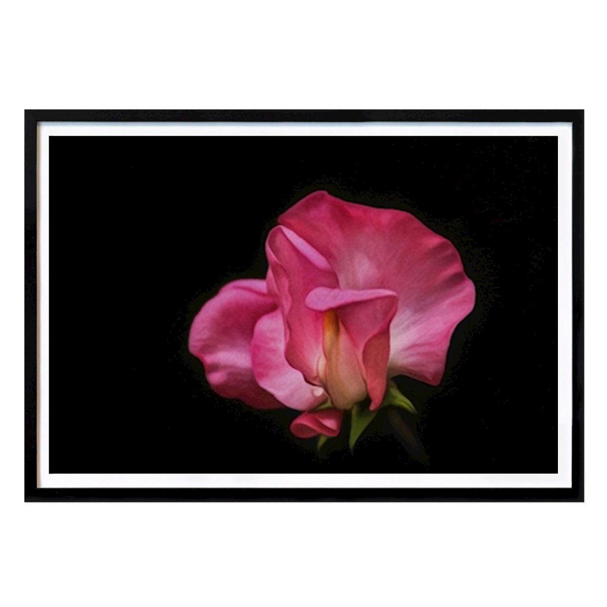 Botanical Poster: Sweet Pea by Bety Boo