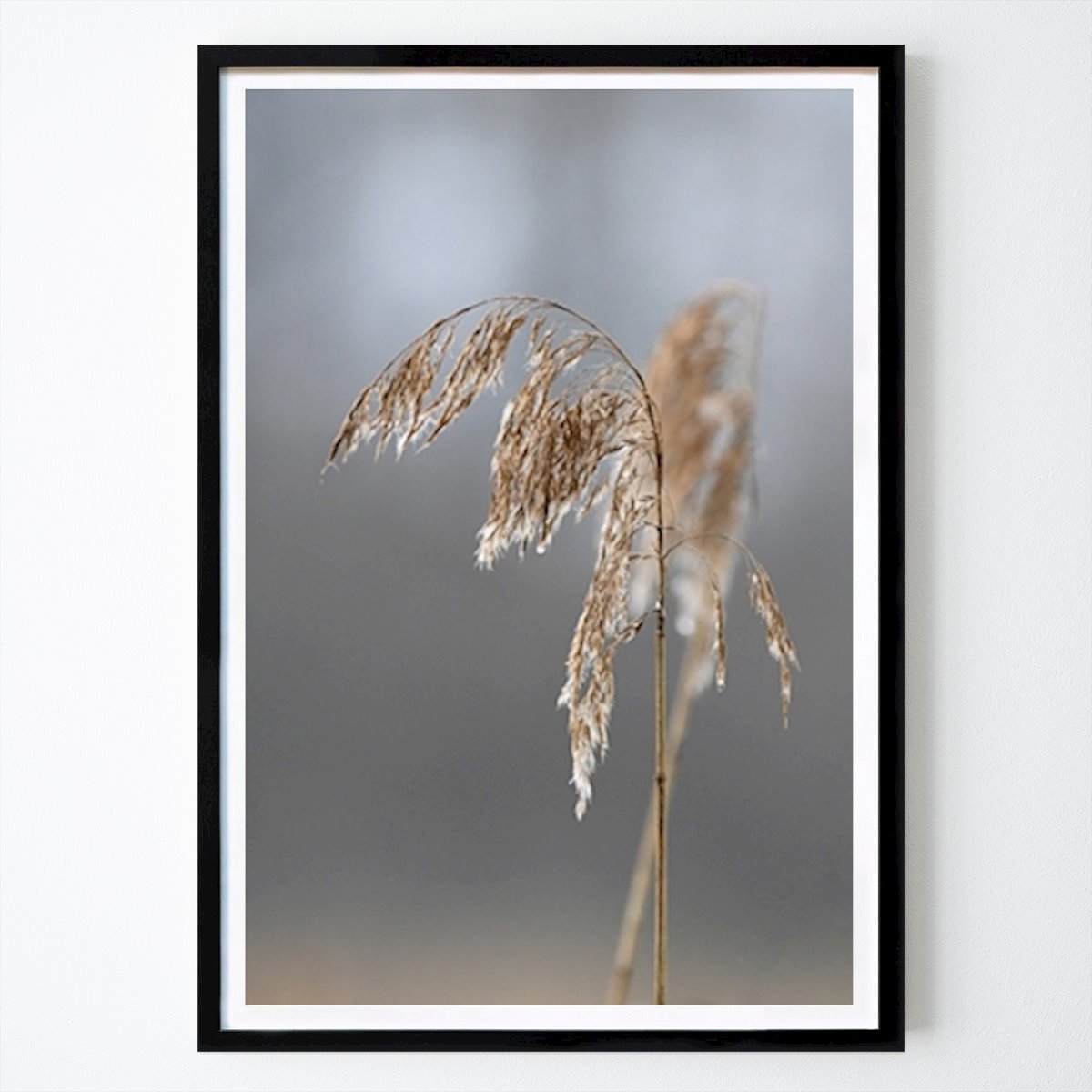 Természet Poszter: Nád Lenas Photography által
