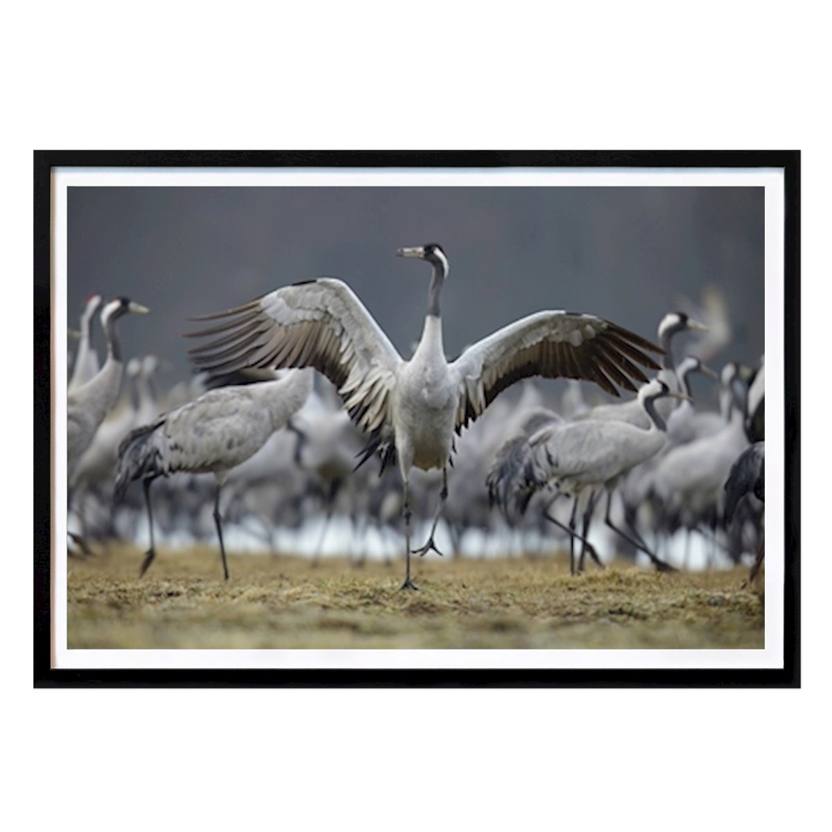 Animals Poster: The crane by Lars Andersson