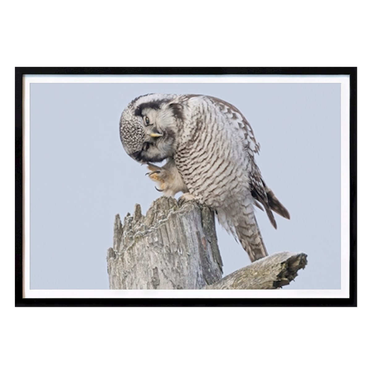 Kitchen Poster: Northern Hawk Owl On Stump by Peter Ström