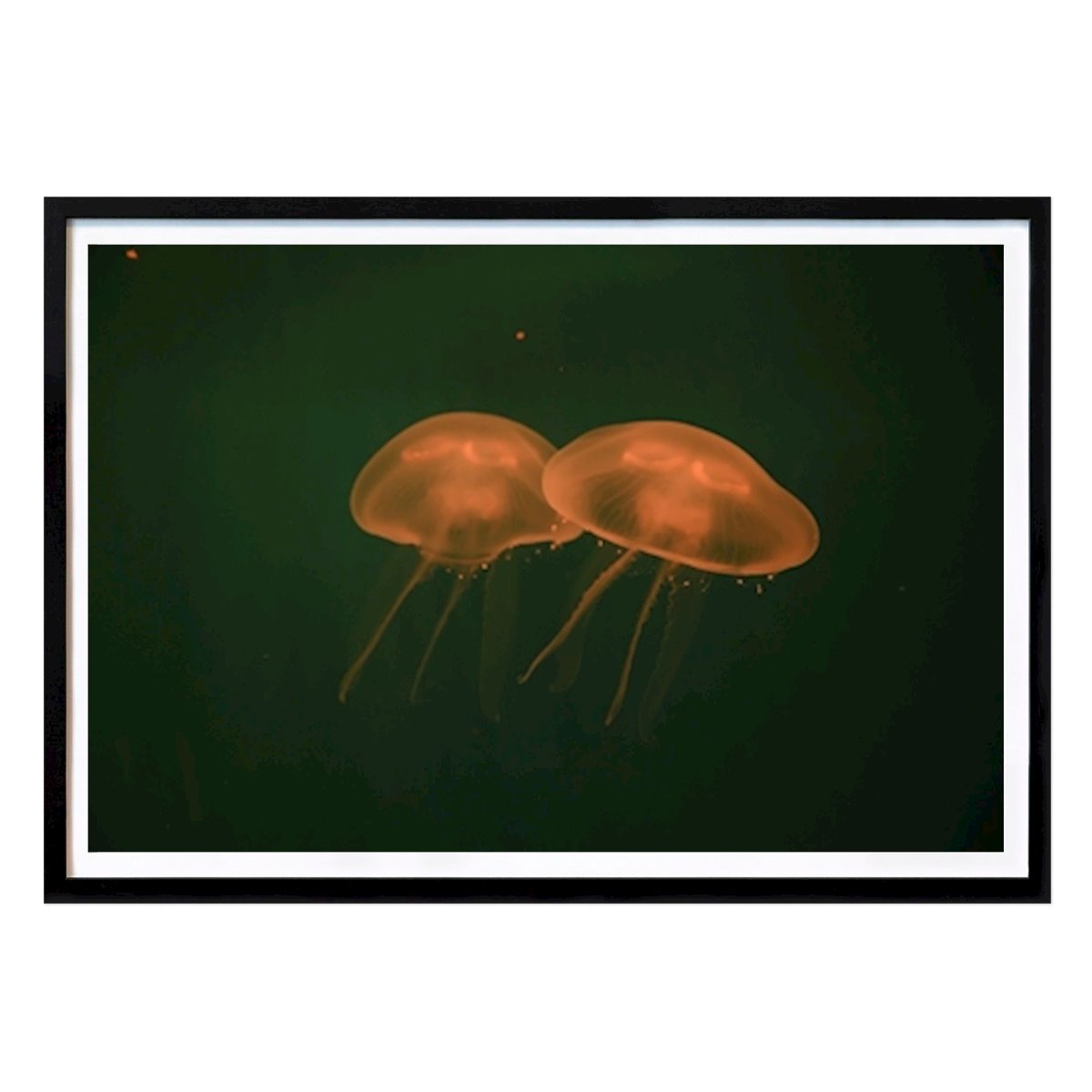 Animals Poster: At the aquarium #5 by Tal Paz-Fridman